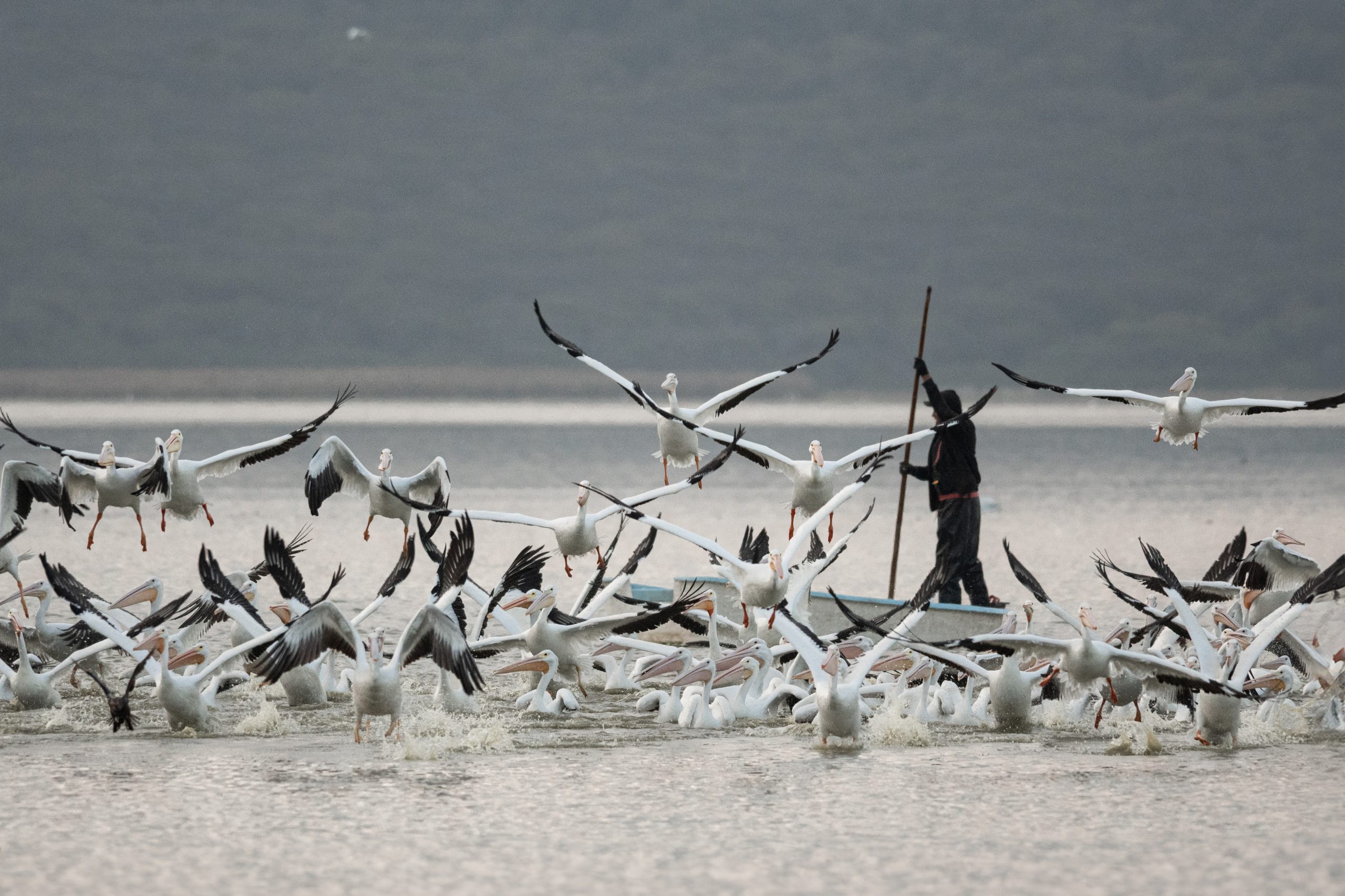pescador y gaviotas pablo fernandez del valle