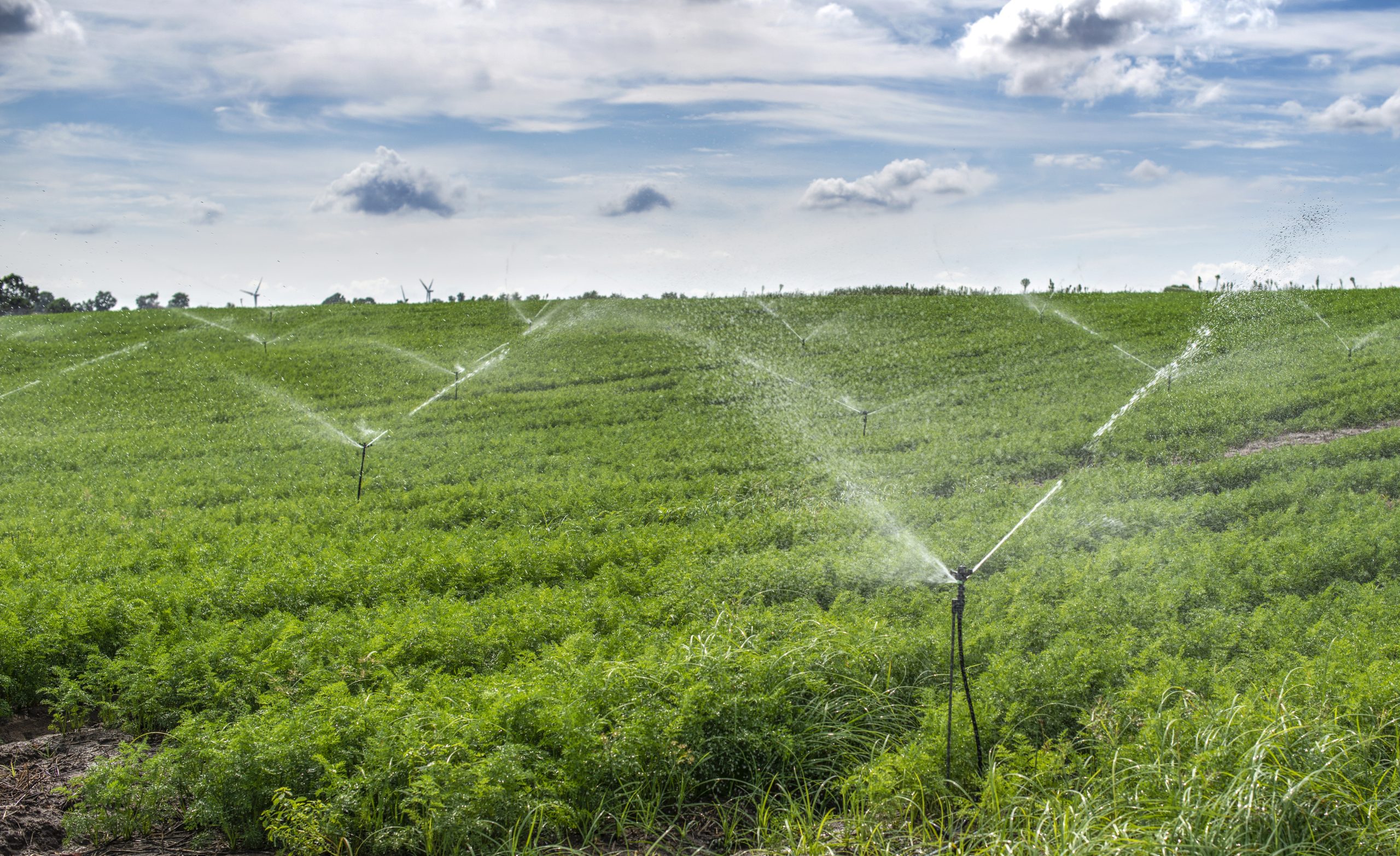 watering plantation with carrots. irrigation sprinklers in big c